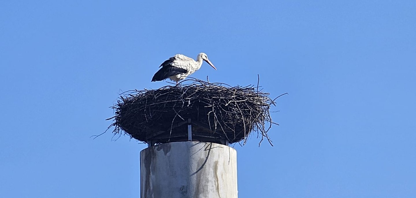 Das Bild zeigt einen Storch im Rehauer Horst stehend.