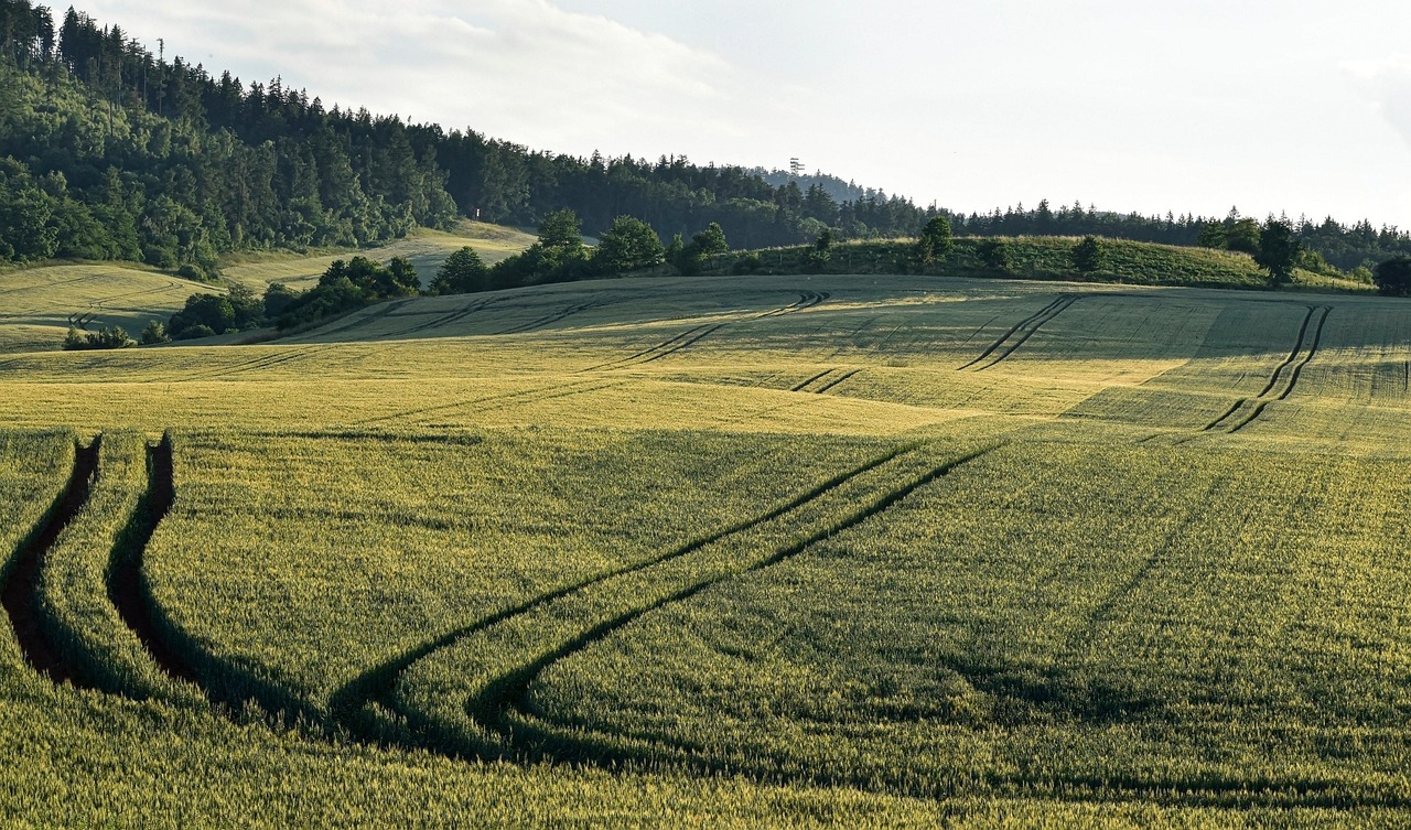 Auf dem Bild sind Felder und im Hintergrund ein Wald zu sehen.