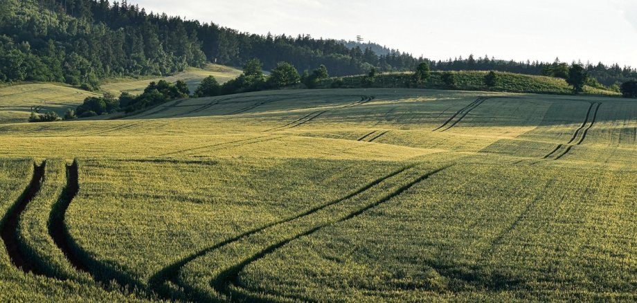 Auf dem Bild sind Felder und im Hintergrund ein Wald zu sehen.