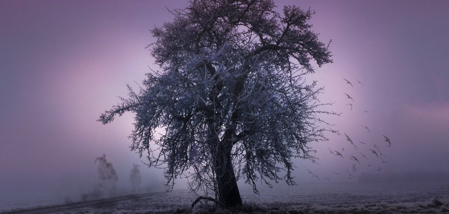 Das Bild zeigt einen alten Baum im Nebel