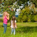 Children eating apples Children eating apples
