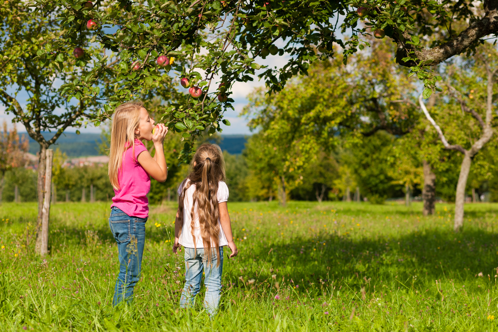Children eating apples Das Bild zeigt Kinder beim pflücken von Äpfeln vom Apfelbaum.