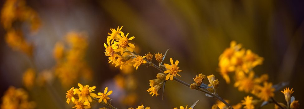 Das Bild zeigt Arnika in freier Natur. Die gelben Blüten sind vor einem dunklen Hintergrund zu sehen.