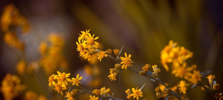 Das Bild zeigt Arnika in freier Natur. Die gelben Blüten sind vor einem dunklen Hintergrund zu sehen.
