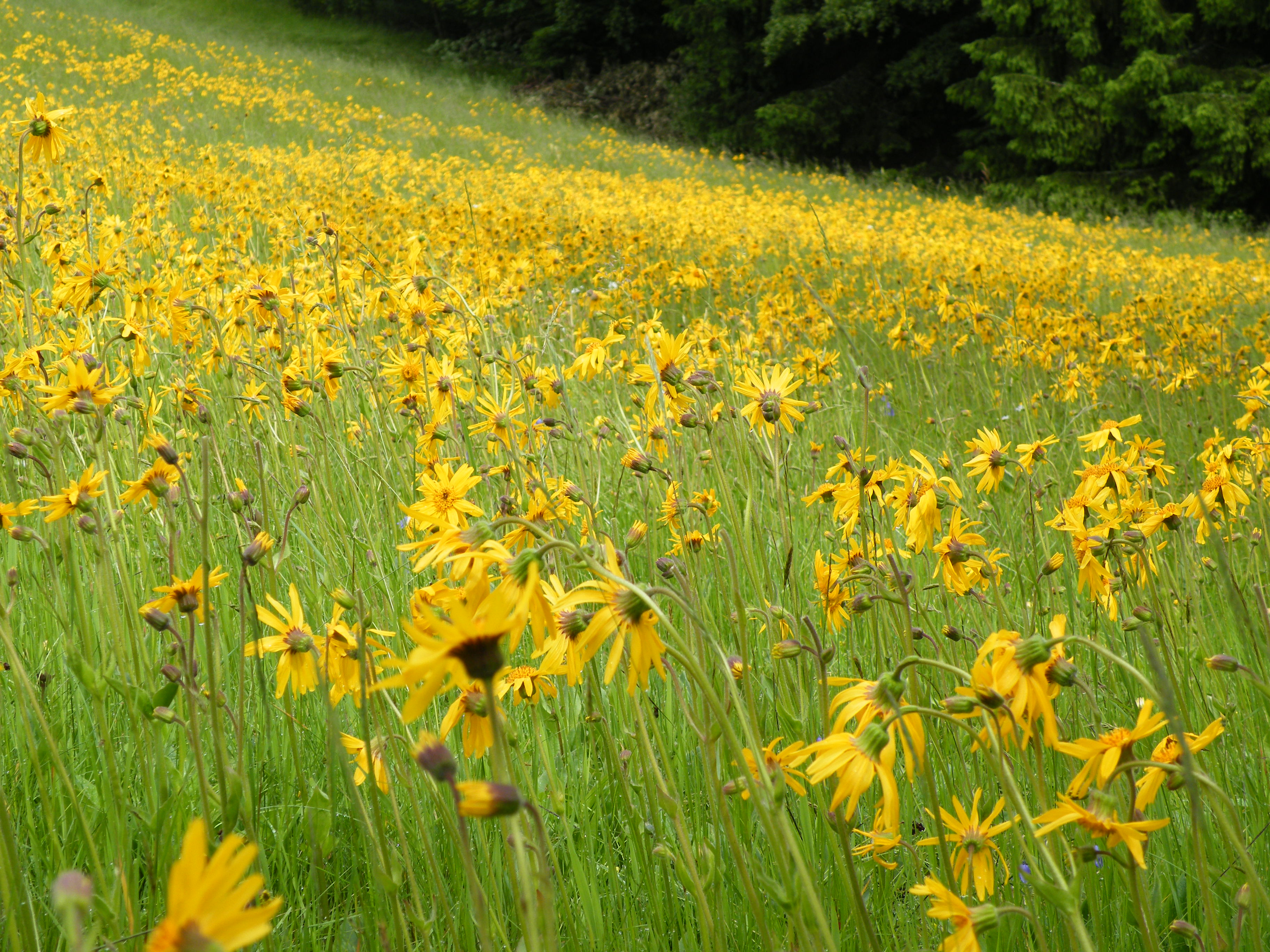 Das Bild zeigt eine Wiese mit vielen Arnika-Blumen.