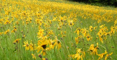 Das Bild zeigt eine Wiese mit vielen Arnika-Blumen.