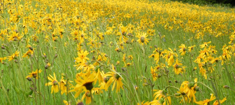 Das Bild zeigt eine Wiese mit vielen Arnika-Blumen.