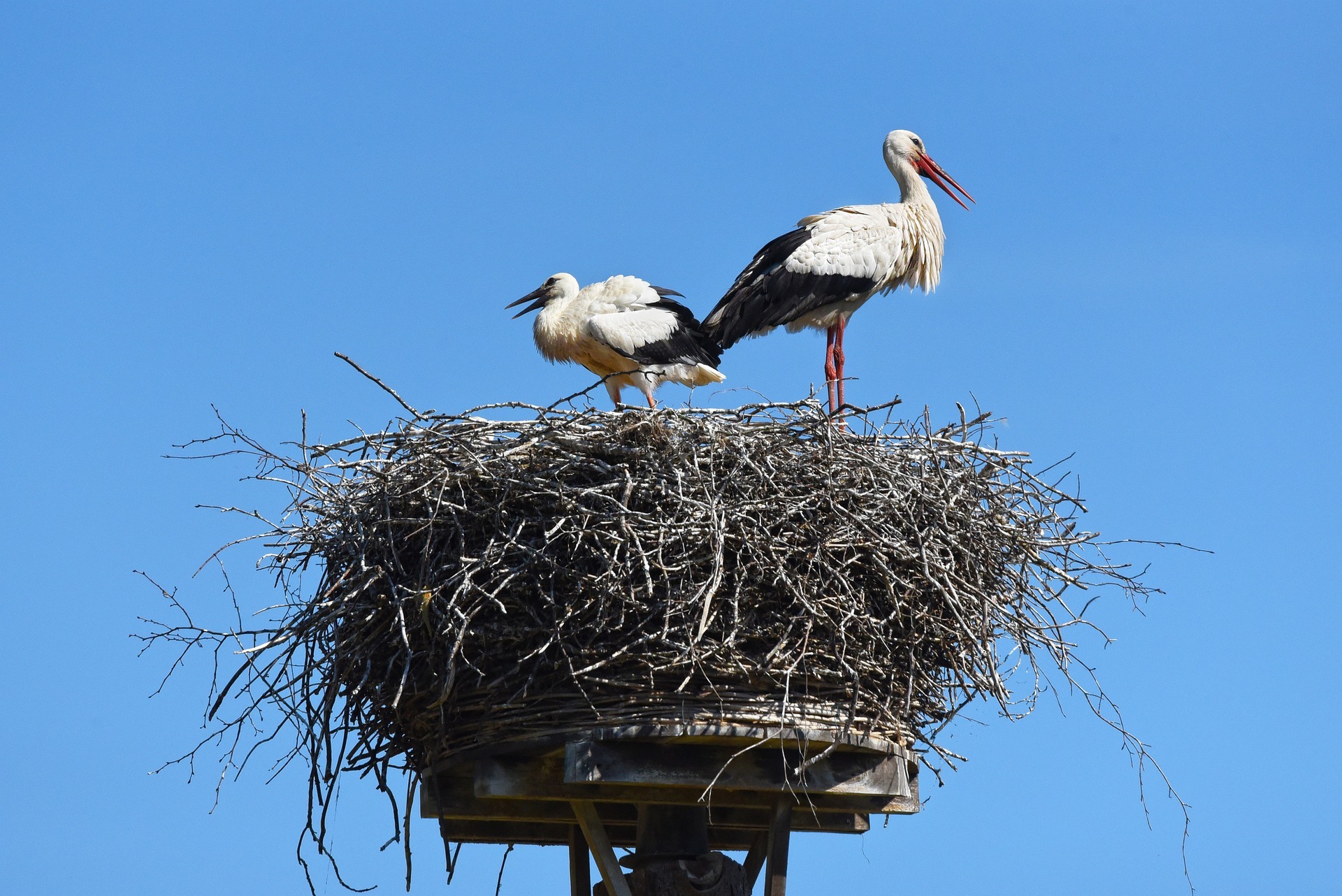 Storchennest mit zwei Störche