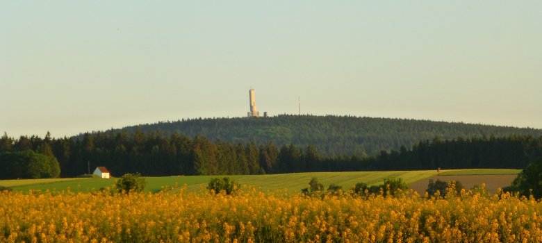 Das Bild zeigt vordergründig ein gelbes Rapsfeld. Dahinter ist der Kornberg im Wald zu sehen.