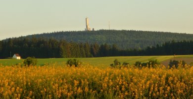 Das Bild zeigt vordergründig ein gelbes Rapsfeld. Dahinter ist der Kornberg im Wald zu sehen.
