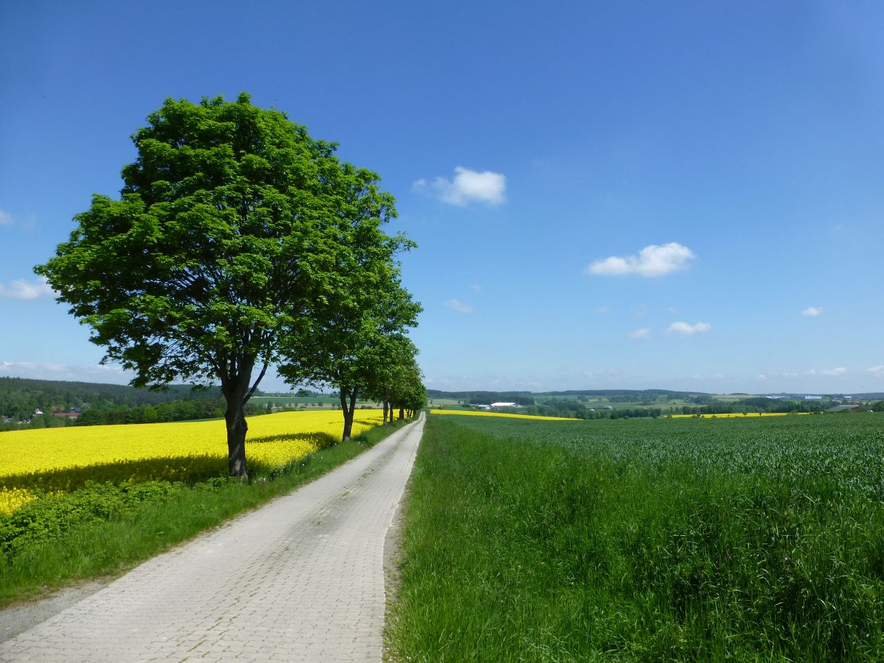 Das Bild zeigt einen gepflasterten Weg zwischen einer großen Wiese und einem gelben Rapsfeld. Dahinter sind wieder Felder und einige Häuser zu erkennen.