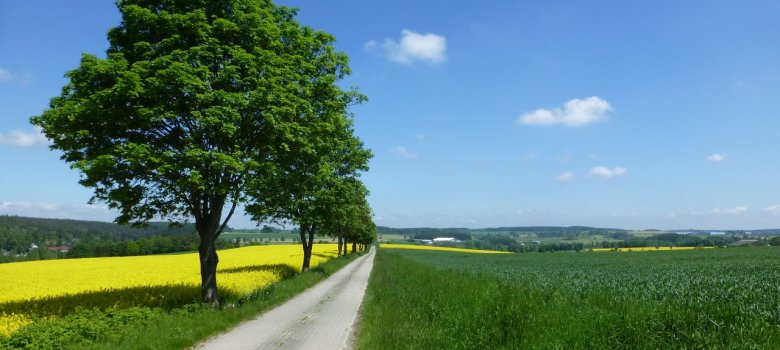 Das Bild zeigt einen gepflasterten Weg zwischen einer großen Wiese und einem gelben Rapsfeld. Dahinter sind wieder Felder und einige Häuser zu erkennen.