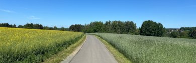 Das Bild zeigt einen Radweg zwischen blühenden Feldern.